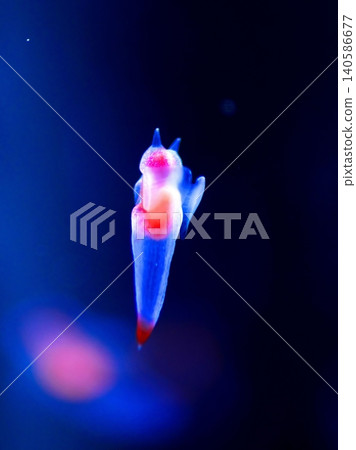 Shiretoko Fairy Clione Shiretoko Fairy Clione 140586677
