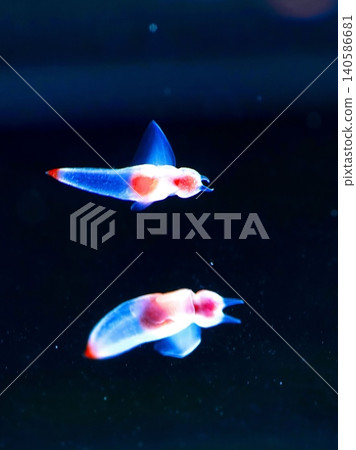 Shiretoko Fairy Clione 140586681