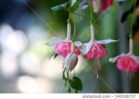 Fuchsia flower Fuchsia flower 140586737
