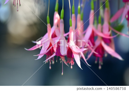 Fuchsia flower Fuchsia flower 140586738