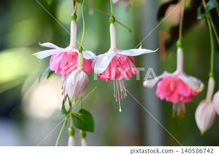 Fuchsia flower 140586742