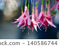 Fuchsia flower 140586744