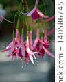 Fuchsia flower 140586745
