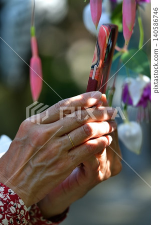 Fuchsia flower Fuchsia flower 140586746