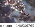 Cherry Blossom	 140586765