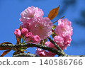 Cherry Blossom	 140586766