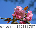Cherry Blossom	 140586767