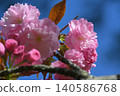 Cherry Blossom	 140586768