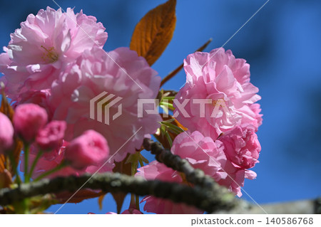 櫻花 140586768