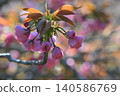 Cherry Blossom	 140586769