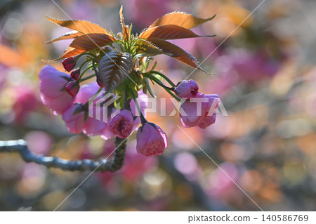 櫻花 櫻花 140586769