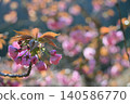 Cherry Blossom	 140586770