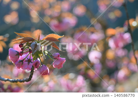 櫻花 櫻花 140586770