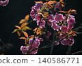 Cherry Blossom	 140586771