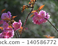 Cherry Blossom	 140586772