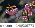 Cherry Blossom	 140586773