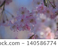 Cherry Blossom	 140586774