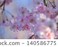 Cherry Blossom	 140586775