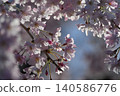 Cherry Blossom	 140586776