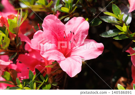 Satsuki azalea Satsuki azalea 140586891