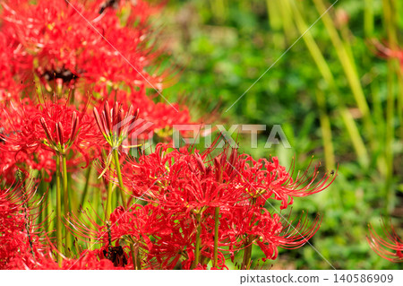 紅蜘蛛百合 紅蜘蛛百合 140586909