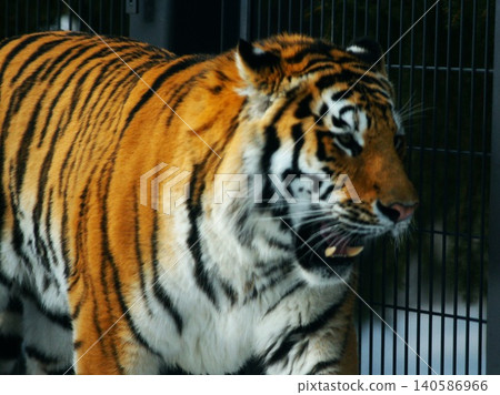 阿穆爾虎,丸山動物園的明星動物。 阿穆爾虎,丸山動物園的明星動物。 140586966