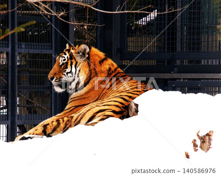 Amur tiger, a popular resident of Maruyama Zoo 140586976