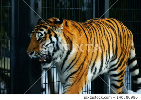阿穆爾虎，丸山動物園的明星動物。 140586980
