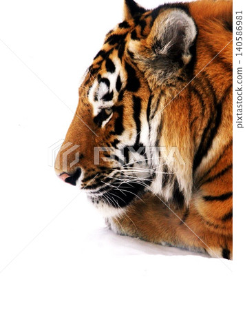 Amur tiger, a popular resident of Maruyama Zoo 140586981