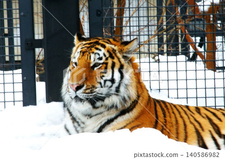 Amur tiger, a popular resident of Maruyama Zoo 140586982