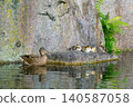 Ducklings and their mother resting on a rock (Higashi Ward, Nagoya City, Aichi Prefecture) 140587058