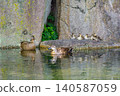 A family of ducks relaxing in a park pond (Higashi Ward, Nagoya City, Aichi Prefecture) 140587059