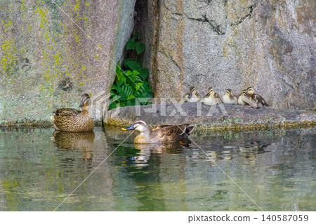 A family of ducks relaxing in a park pond (Higashi Ward, Nagoya City, Aichi Prefecture) A family of ducks relaxing in a park pond (Higashi Ward, Nagoya City, Aichi Prefecture) 140587059