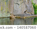 A family of ducks relaxing in a pond (Higashi Ward, Nagoya City, Aichi Prefecture) 140587060