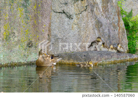 A family of ducks relaxing in a pond (Higashi Ward, Nagoya City, Aichi Prefecture) A family of ducks relaxing in a pond (Higashi Ward, Nagoya City, Aichi Prefecture) 140587060