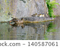 Ducklings and their mother resting on a rock (Higashi Ward, Nagoya City, Aichi Prefecture) 140587061