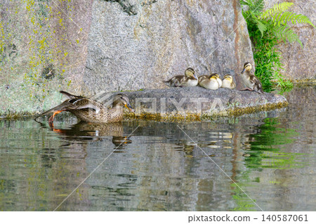 Ducklings and their mother resting on a rock (Higashi Ward, Nagoya City, Aichi Prefecture) Ducklings and their mother resting on a rock (Higashi Ward, Nagoya City, Aichi Prefecture) 140587061