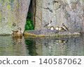 Ducklings and their mother resting on a rock (Higashi Ward, Nagoya City, Aichi Prefecture) 140587062