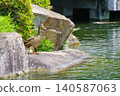 A family of ducks resting on the shore (Higashi Ward, Nagoya City, Aichi Prefecture) 140587063