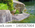 A family of ducks resting on the shore (Higashi Ward, Nagoya City, Aichi Prefecture) 140587064