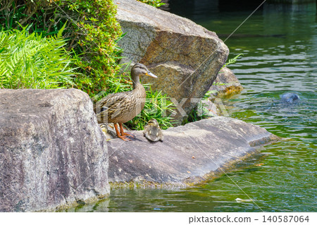 A family of ducks resting on the shore (Higashi Ward, Nagoya City, Aichi Prefecture) A family of ducks resting on the shore (Higashi Ward, Nagoya City, Aichi Prefecture) 140587064
