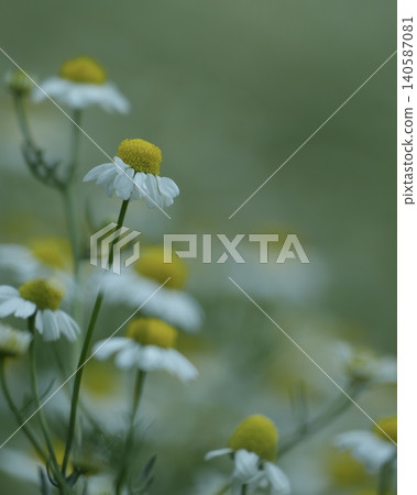 Chamomile (herb flower) Chamomile (herb flower) 140587081