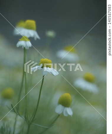 Chamomile (herb flower) Chamomile (herb flower) 140587083