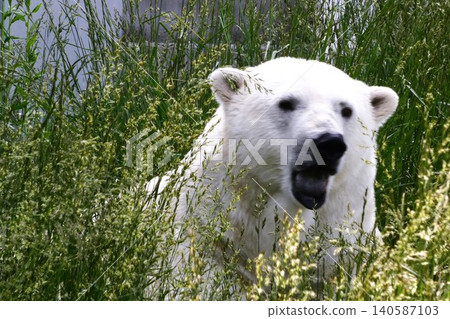 Popular polar bear 140587103