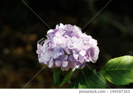Hydrangea blooming in the clear of the rainy season Hydrangea blooming in the clear of the rainy season 140587163