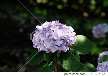Hydrangea blooming in the clear of the rainy season Hydrangea blooming in the clear of the rainy season 140587164