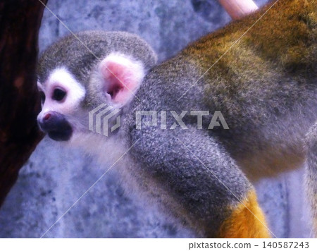 Cute common squirrel monkey Cute common squirrel monkey 140587243