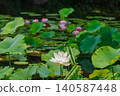 White lotus flowers blooming in a pond (Higashi Ward, Nagoya City, Aichi Prefecture) 140587448