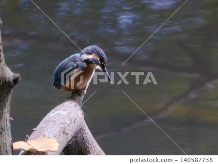 翠鳥 翠鳥 140587738