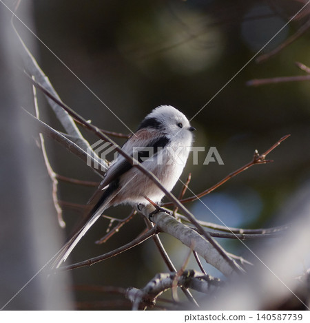 Long-tailed tit, autumn sunshine Long-tailed tit, autumn sunshine 140587739